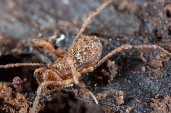 Media type: image;   Invertebrate Zoology 138139